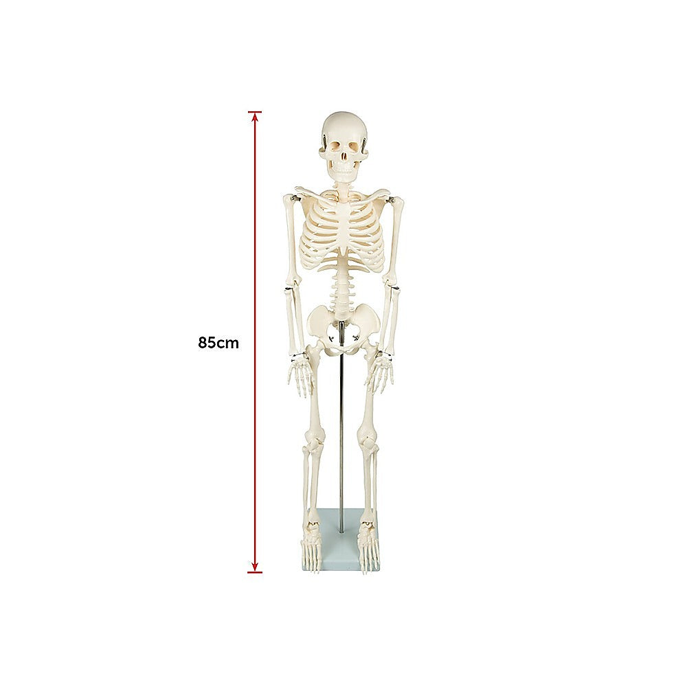 Anatomical 85cm Tall Human Skeleton with Flexible Spine Model - Medical Anatomy