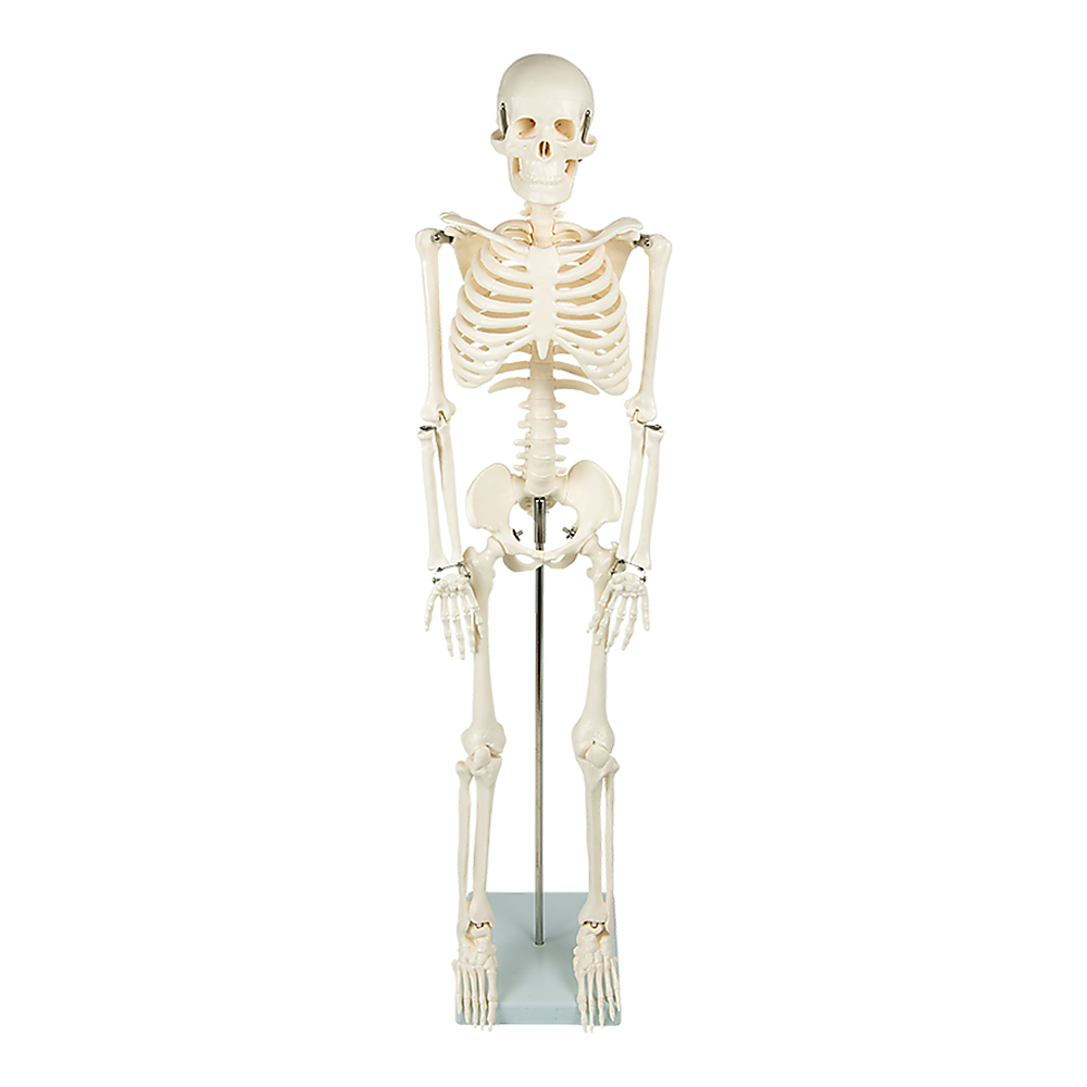 Anatomical 85cm Tall Human Skeleton with Flexible Spine Model - Medical Anatomy