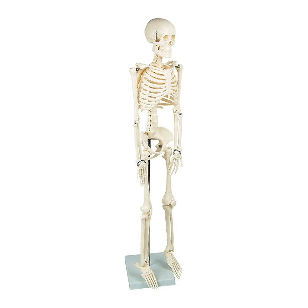 Anatomical 85cm Tall Human Skeleton with Flexible Spine Model - Medical Anatomy